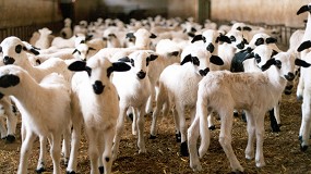 Foto de El Ministerio rectifica y las ayudas de ovino y caprino llegarán directas a los ganaderos