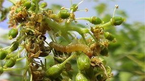 Foto de El futuro de la Sanidad Vegetal en Espa�a: �estamos preparados?
