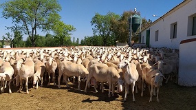 Foto de Caracter�sticas productivas y calidad de leche en raza Manchega