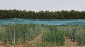 Foto de Las variedades locales espa�olas de trigo: un valioso recurso para la mejora gen�tica del cultivo
