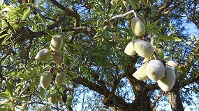 Foto de Capota de almendra para la alimentaci�n de peque�os rumiantes