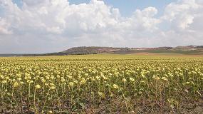 Foto de La cosecha de girasol arranca en las zonas ms tempranas de Espaa con aumentos de produccin del 50%