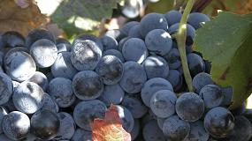 Foto de OIVE solicita nuevas medidas para el sector vitivinícola español ante la incertidumbre económica