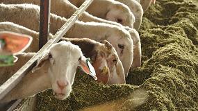 Foto de Alimentar a una oveja lechera cuesta ahora un 3,2% menos que a principios de año