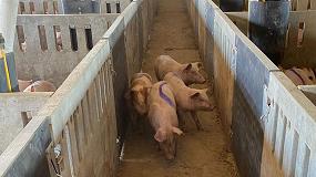 Picture of [es] Soluciones Deplan a los nuevos requisitos en higiene, sanidad y bienestar en porcino