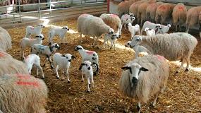Foto de Los corderos ligeros en España son un 14,5% más caros que la media europea