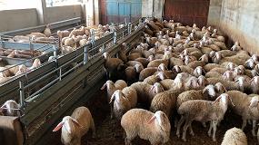 Foto de El sector de ovino lechero pierde un 6,1% de ganaderos en el último año