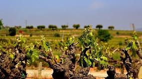 Foto de Una aplicación permitirá a las bodegas gestionar mejor las viñas para hacer frente al cambio climático