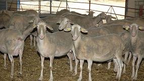 Picture of [es] El sacrificio de ejemplares adultos salva la produccin de carne ovina en verano