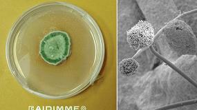 Foto de Liberar las superficies de hongos nocivos con biocidas naturales en pinturas y barnices