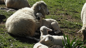 Foto de Herramientas reproductivas al servicio de una raza en peligro de extinci�n