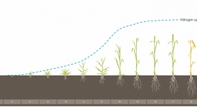 Foto de Estrategias para una fertilizaci�n rentable y sostenible de los cereales