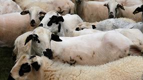 Foto de La Rioja convoca ayudas para granjas de ovino y caprino afectadas por el estado de alarma