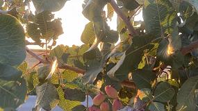 Foto de Castilla-La Mancha invierte en la mejora de la sanidad vegetal en el cultivo de pistacho