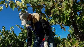 Foto de Ribera del Duero finaliza la vendimia con ms de 123 millones de kilos de uva