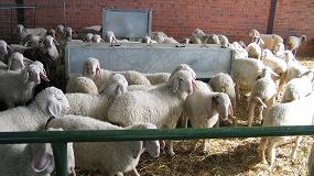 Picture of [es] La produccin de ovino de carne se hunde un 17,1% en el pasado mes de agosto