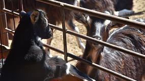 Foto de GoaTBfree, un proyecto que aborda el problema de la tuberculosis caprina