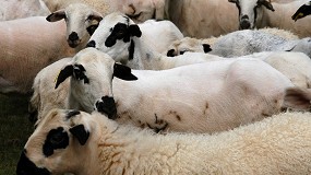 Foto de El Gobierno de La Rioja abona unos 805.000 euros de ayudas asociadas en ovino y caprino