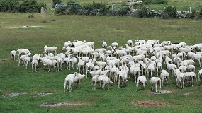 Foto de La Junta de Andalucía da por erradicada la brucelosis ovina y caprina