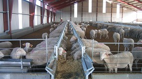 Foto de El pienso para ovejas de leche vuelve a subir y ya tiene el precio más caro en los últimos cinco años