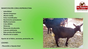 Foto de Clasificacin de las diferentes causas de abortos en ganado caprino