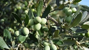 Foto de Nergetic DYNAMIC 22-6-10: o adubo de manuteno, indispensvel para o novo ciclo vegetativo do olival