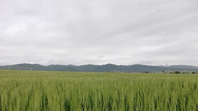 Foto de Xanadu: un nuevo concepto de tratamiento herbicida en el cultivo de cereal
