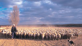 Foto de Las cooperativas piden que las ayudas asociadas de la PAC sean de 47 euros por oveja en pastoreo