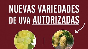 Foto de Moscatel y Albillo Real, nuevas variedades de uva admitidas en la DO del Vino de Toro