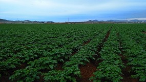 Foto de La superficie de patata puede descender este año hasta un 20% en el centro y norte de España, según Fepex