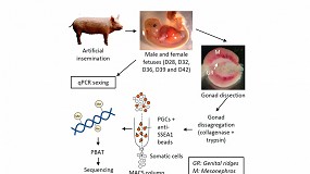 Picture of [es] Un estudio del INIA analiza la transmisin de caracteres epigenticos entre generaciones de porcino