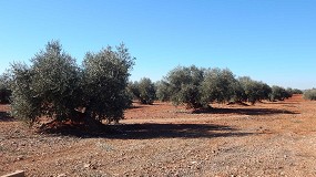 Foto de Influencia de la variedad y del ambiente en las características productivas y la composición del aceite en olivo