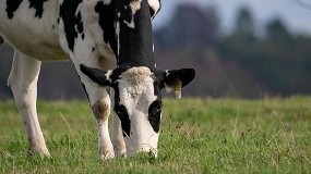 Picture of [es] La mejora gentica y la alimentacin pueden reducir en un 20% las emisiones de metano del vacuno lechero