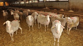 Foto de El número de ovejas en control lechero en Castilla y León aumenta un 6,5% en la última década