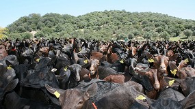 Foto de Acrimur tambin solicita el reconocimiento como entidad gestora del Programa de Cra de Murciano-Granadina