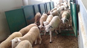 Foto de El pienso para el cebo de corderos da un respiro a los productores con una bajada del 2,9% mensual