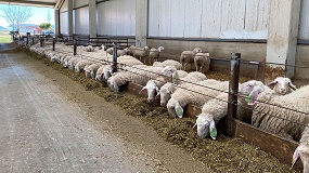 Foto de Evaluaci�n gen�mica de la fertilidad por inseminaci�n artificial en la raza Assaf