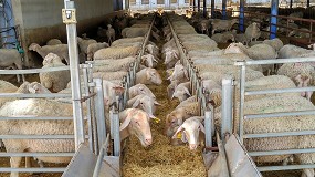 Foto de Febrero da un respiro a los costes de alimentación en ovino lechero con un descenso mensual del 0,8%