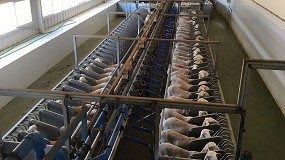 Foto de Medio ao de estabilidad en las cotizaciones de la leche de oveja dirigida a la DO Queso Manchego