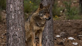 Foto de Las organizaciones agrarias reiteran su rechazo al borrador del Plan de Gestin del Lobo