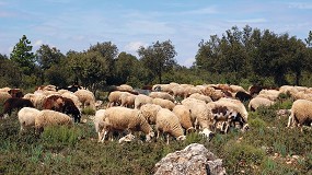 Foto de Los ganaderos del Neolítico ya influían en el ritmo reproductivo estacional de las ovejas