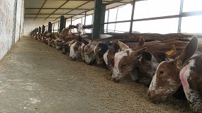 Foto de El concentrado de caprino de leche ya alcanza una subida del 19,4% en el último año