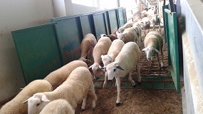 Foto de Espaa exporta un 40% ms de corderos para el Ramadn con Arabia Saud y Jordania como nuevos destinos