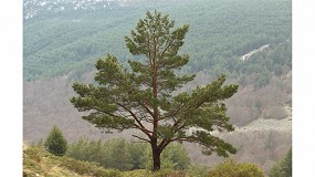 Fotografia de [es] Cose espera que la nueva Ley de Cambio Climtico compense a los propietarios forestales por su contribucin a la absorcin de CO2
