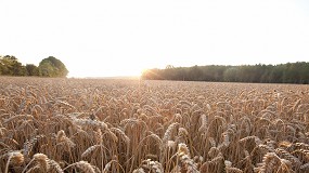 Foto de RAGT y Bayer impulsarn el desarrollo de nuevas variedades de trigo hbrido en Europa