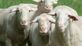 Foto de Jornada tcnica sobre la gestin del bienestar animal en las explotaciones de ovino de leche