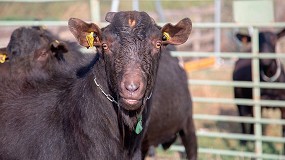 Foto de El proyecto europeo Life Adaptamed incide en la importancia del ganado caprino