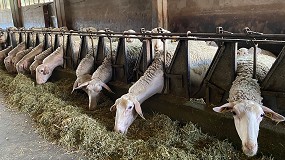 Foto de El mes de abril frena la subida en el concentrado para ovino lechero, con una repetición de precios respecto a marzo