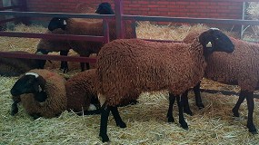 Fotografia de [es] Una correcta ventilacin forzada asegura productividad y bienestar animal en las granjas de ovino