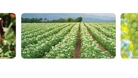 Foto de ADP Fertilizantes lança linha de produtos biotecnológicos NEOFORCE Biocontrol